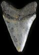 Bargain Megalodon Tooth - North Carolina #25367-1